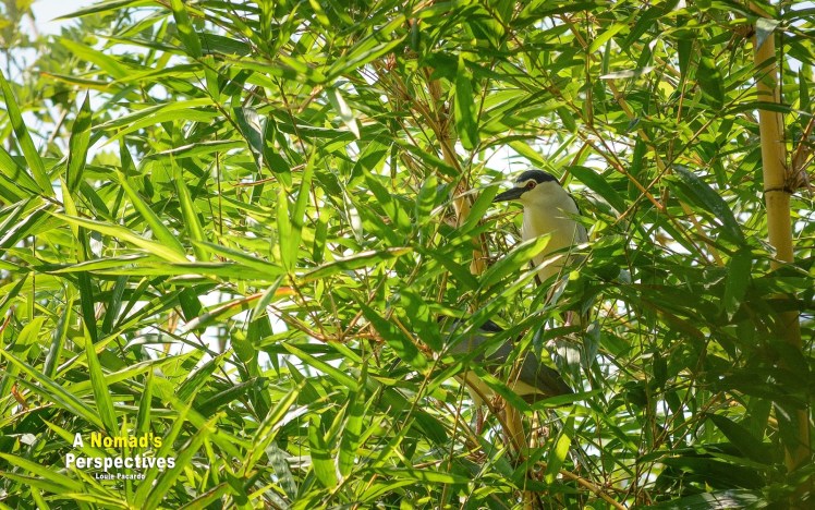 10fc7-baras2brey2bmalana-3273b