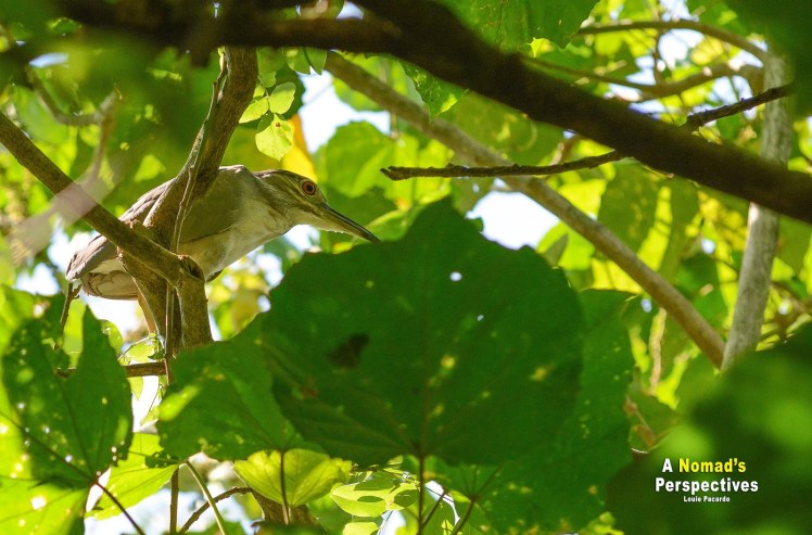 a8457-baras2brey2bmalana-3256b