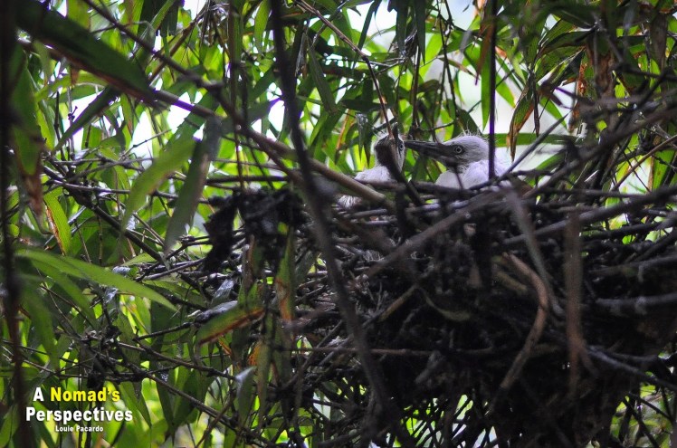 d6754-baras2brey2bmalana-7652b