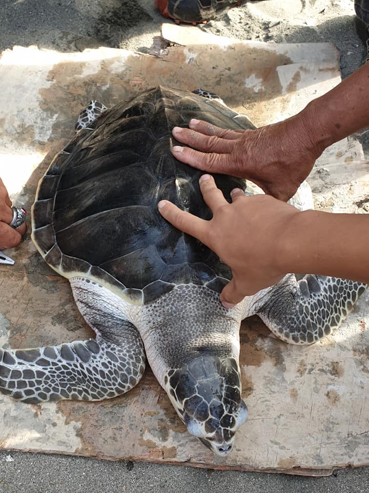 60864307_10218681381686860_5035911942686900224_n